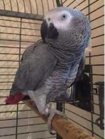 Lost African Grey