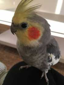 Lost Cockatiel