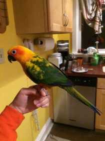 Lost Conure