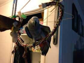 Lost African Grey