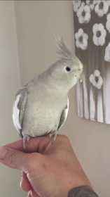 Lost Cockatiel