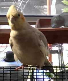 Lost Cockatiel