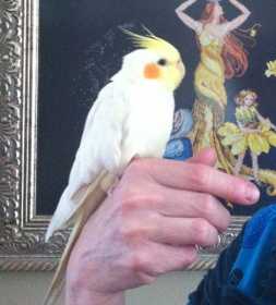 Lost Cockatiel