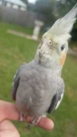 Lost Cockatiel