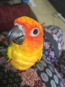 Lost Conure