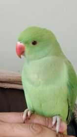 Lost Indian Ringneck Parakeet