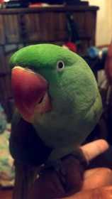 Lost Indian Ringneck Parakeet