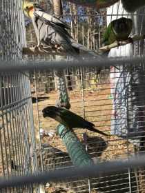 Lost Conure