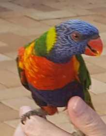 Lost Lory / Lorikeet