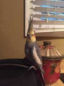 Lost Cockatiel