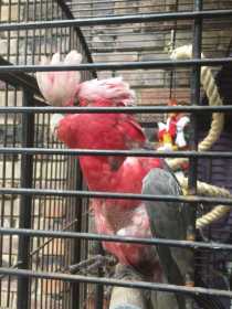 Lost Galah Cockatoo