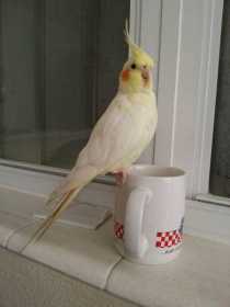 Lost Cockatiel