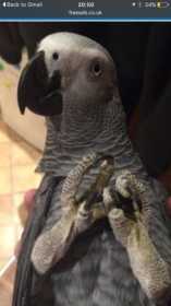 Lost African Grey