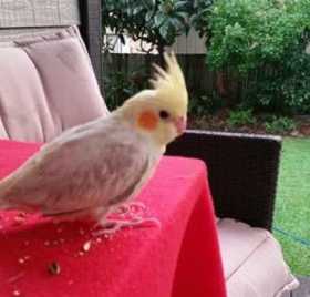 Lost Cockatiel