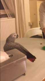 Lost African Grey