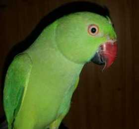 Lost Indian Ringneck Parakeet