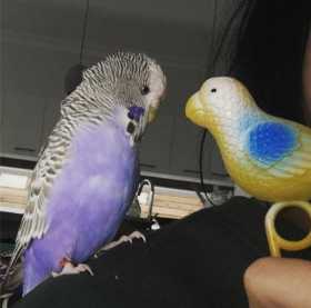 Lost Budgerigar