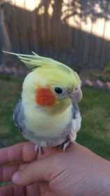 Lost Cockatiel