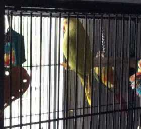 Lost Indian Ringneck Parakeet