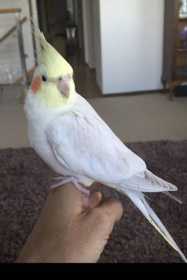 Lost Cockatiel