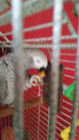 Lost African Grey