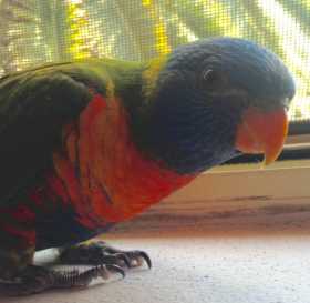 Lost Lory / Lorikeet