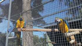 Lost Macaw