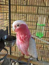 Lost Galah Cockatoo