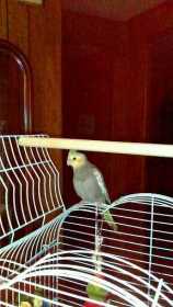 Lost Cockatiel