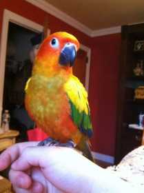 Lost Conure