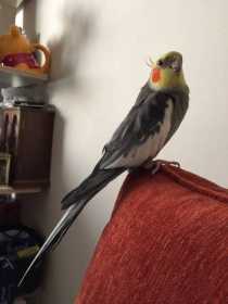 Lost Cockatiel