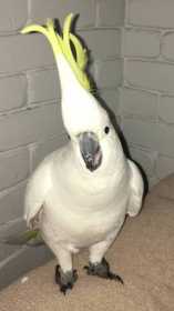 Lost Cockatoo