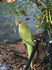 Lost Indian Ringneck Parakeet