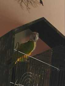 Lost Senegal