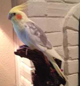 Lost Cockatiel