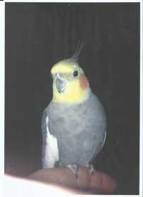 Lost Cockatiel