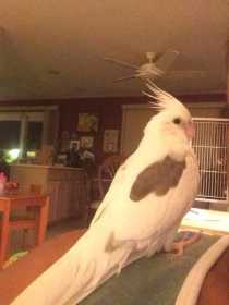 Lost Cockatiel