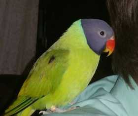 Lost Parakeet