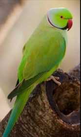 Lost Indian Ringneck Parakeet