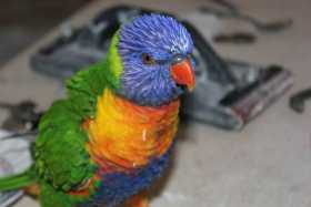 Lost Lory / Lorikeet