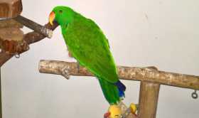 Lost Eclectus