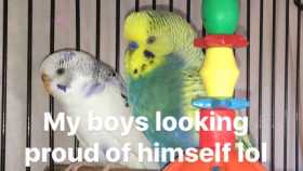 Lost Budgerigar