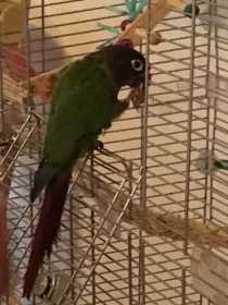 Lost Conure