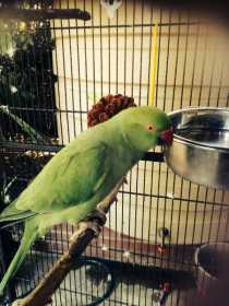 Lost Indian Ringneck Parakeet