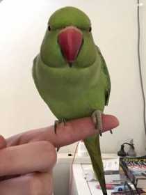 Lost Indian Ringneck Parakeet