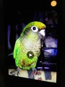 Lost Conure