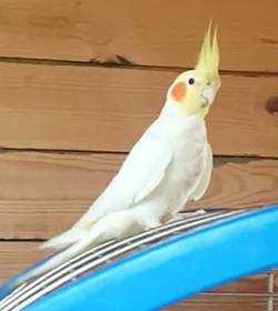 Lost Cockatiel