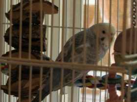 Lost Parakeet