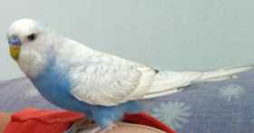 Lost Budgerigar