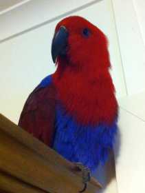 Lost Eclectus